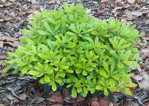 ΑΓΓΕΛΙΚΗ ΝΑΝΑ